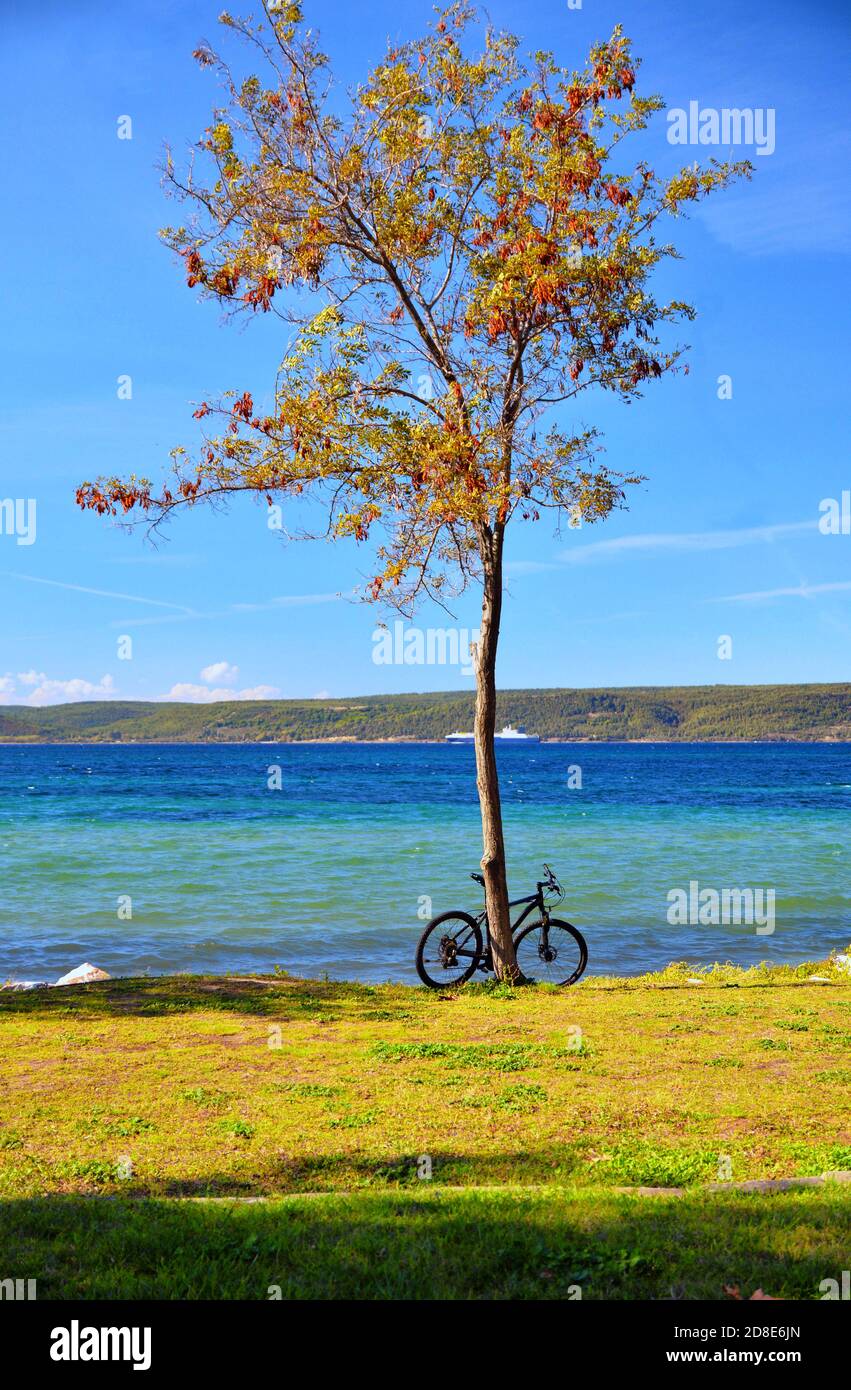 Ein Fahrrad, das hinter dem einsamen Baum neben dem Meer im Park geparkt ist. Fitnesskonzept. Einsamkeit konsept. Stockfoto