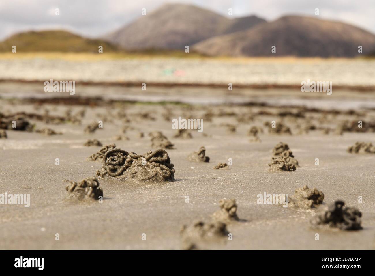 Lugworm (arenicola Marina) wirft im Sand am Camasunary Bay Beach, Isle of Skye, Inner Hebrides, Schottland, Großbritannien. Stockfoto