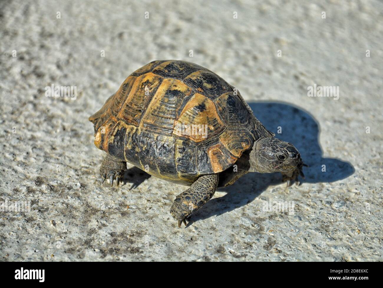 Eine Schildkröte ist zu Fuß in der Stadt. Stockfoto