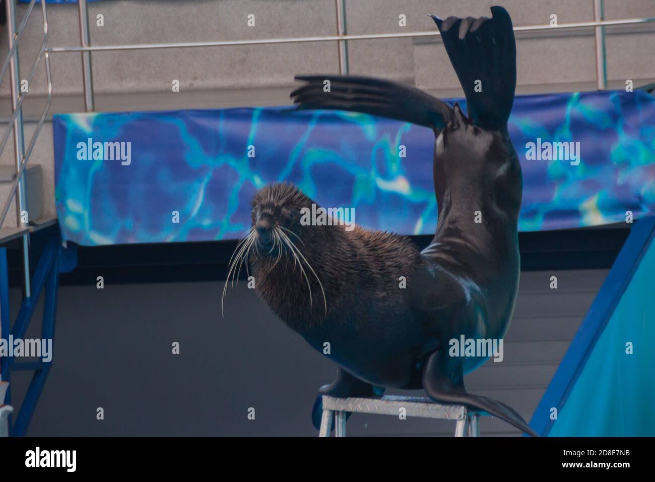 Nette flauschige, pinniped Robbe führt bei einer Show in einem Delfinarium, einem Aquarium. Trainierte Pelzrobbe spielt mit einem Ball, eine Robbe zeigt Tricks auf einer Show von Meerestieren Stockfoto