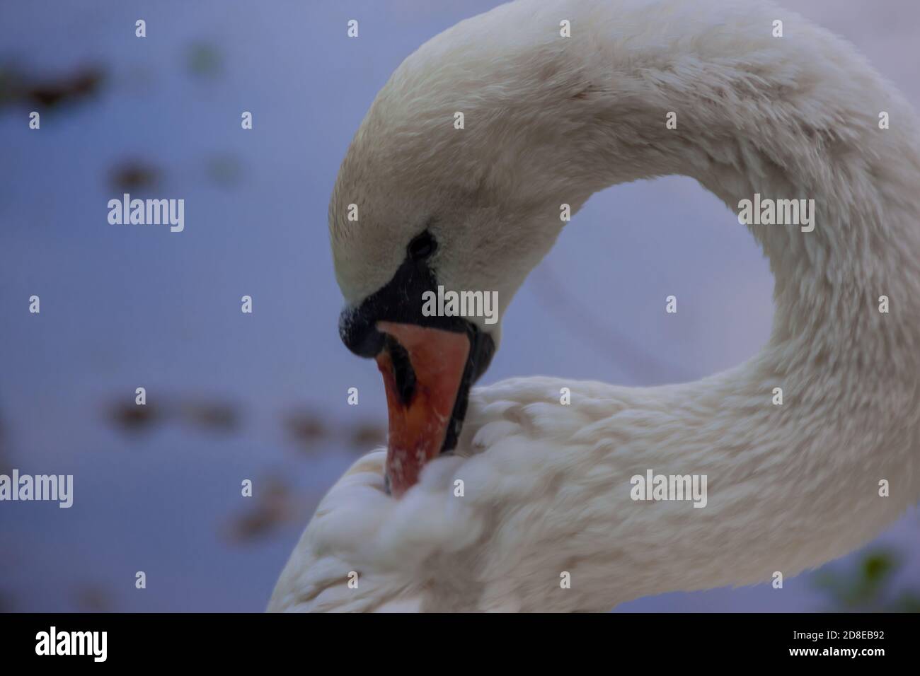 Weißer Schwan reinigt Federn aus nächster Nähe Stockfoto