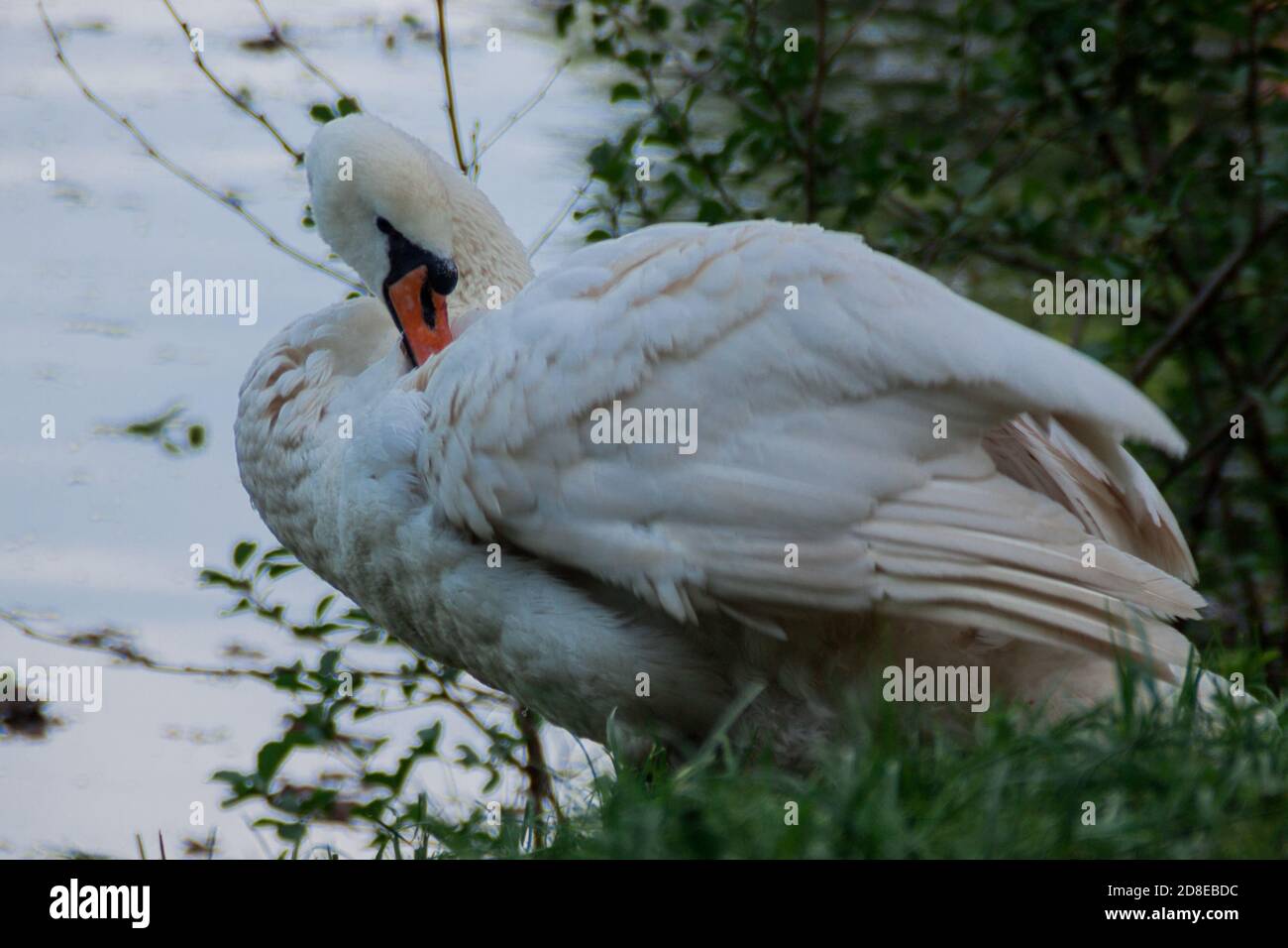Weiße Schwanenflaumfedern am Flussufer, ländliche Landschaft Stockfoto