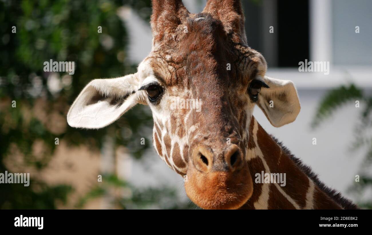 Giraffe Nahaufnahme im Kölner Stadtzoo mit Haus Im Hintergrund  Stockfotografie - Alamy