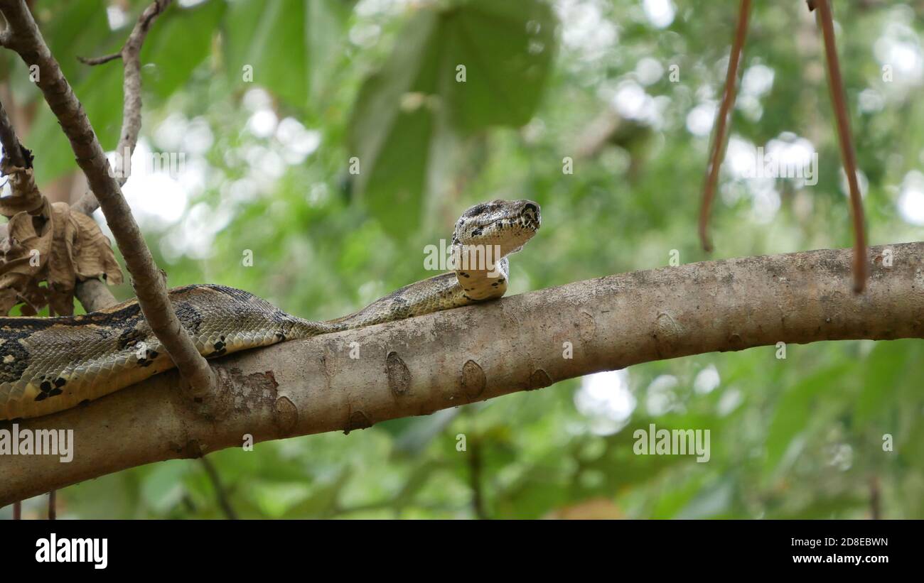 Große Python Schlange auf Baum in Panama Dschungel Stockfoto
