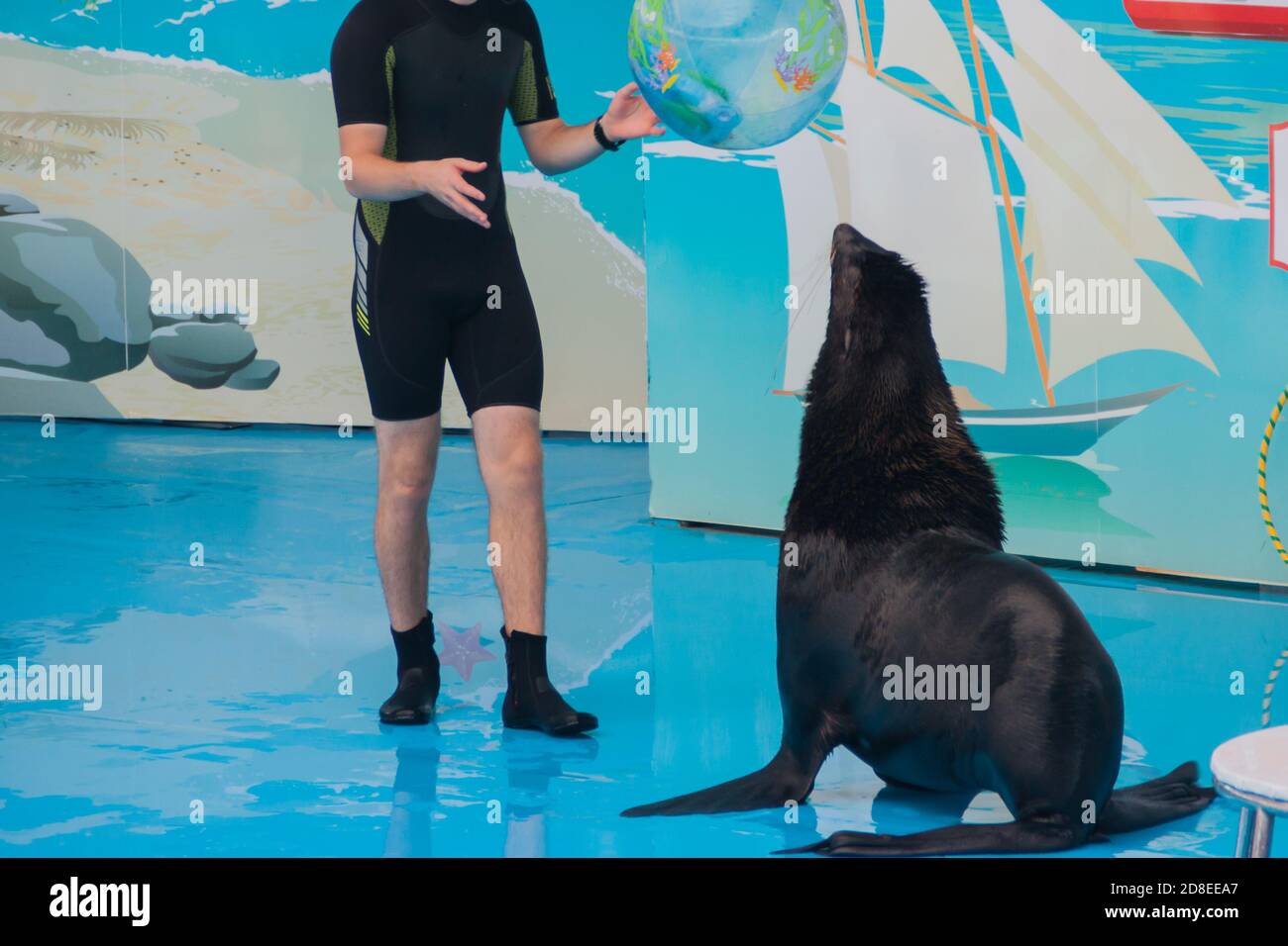 Nette flauschige, pinniped Robbe führt bei einer Show in einem Delfinarium, einem Aquarium. Trainierte Pelzrobbe spielt mit einem Ball, eine Robbe zeigt Tricks auf einer Show von Meerestieren Stockfoto