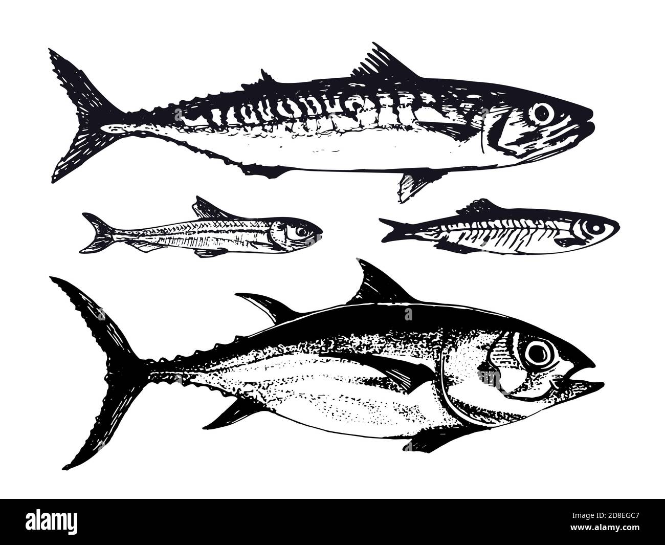 Handgezeichnete Illustration von Meeresfischen wie Makrele, Thunfisch und Speerfisch. Vektor-Illustration von Unterwasser Wildtiere in vintage Skizze Stock Vektor