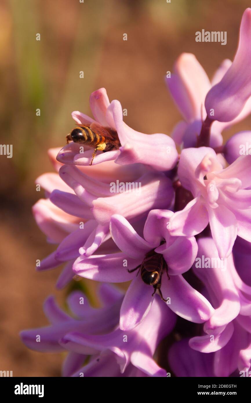 Rosa Hyazinthe Blütenstand mit Bienen Nahaufnahme auf einem orangen Bokeh. Bienen sammeln Nektarpollen aus den ersten Frühlingsblumen. Helle bunte Frühling Foto mit Kopierraum, vertikale Krawatte Story-Format Stockfoto