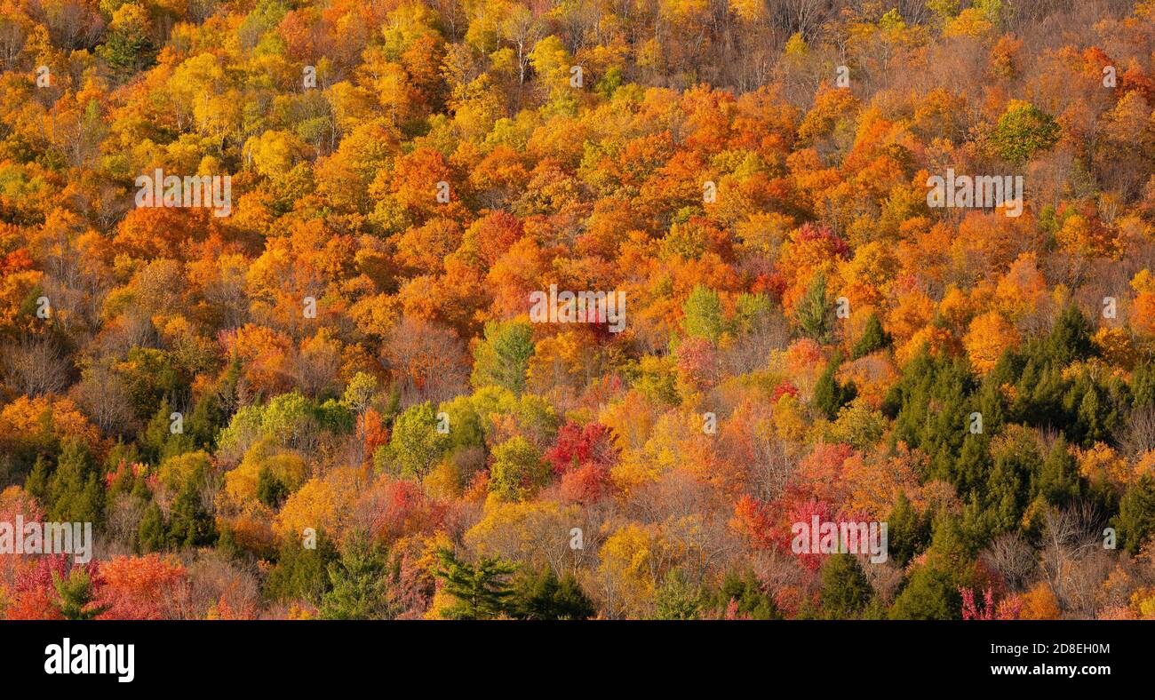 WARREN, VERMONT, USA - Herbstlaub in Mad River Valley, Green Mountains. Stockfoto