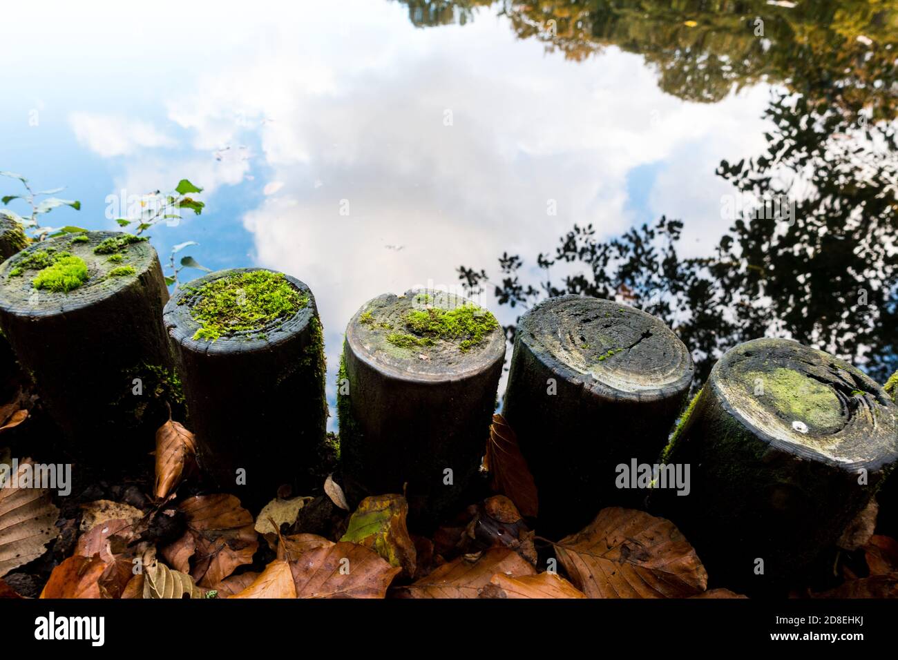 Holzbalken mit Algen und Wasseroberfläche Stockfoto