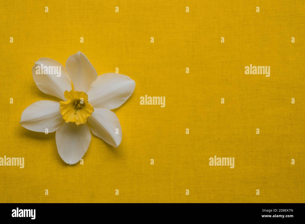 narcissus daffodil Blütenstand auf hellgelb. Frühling farbenfroher Hintergrund mit Platz für Ihre Texte. Vorlage leer für Frühlingskarten und Banner Stockfoto