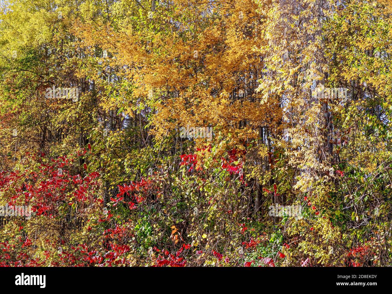 Herbstbäume Hintergrund: Ein Baumhain im südlichen Wisconsin bietet eine abstrakte Anordnung von Herbstfarben. Stockfoto