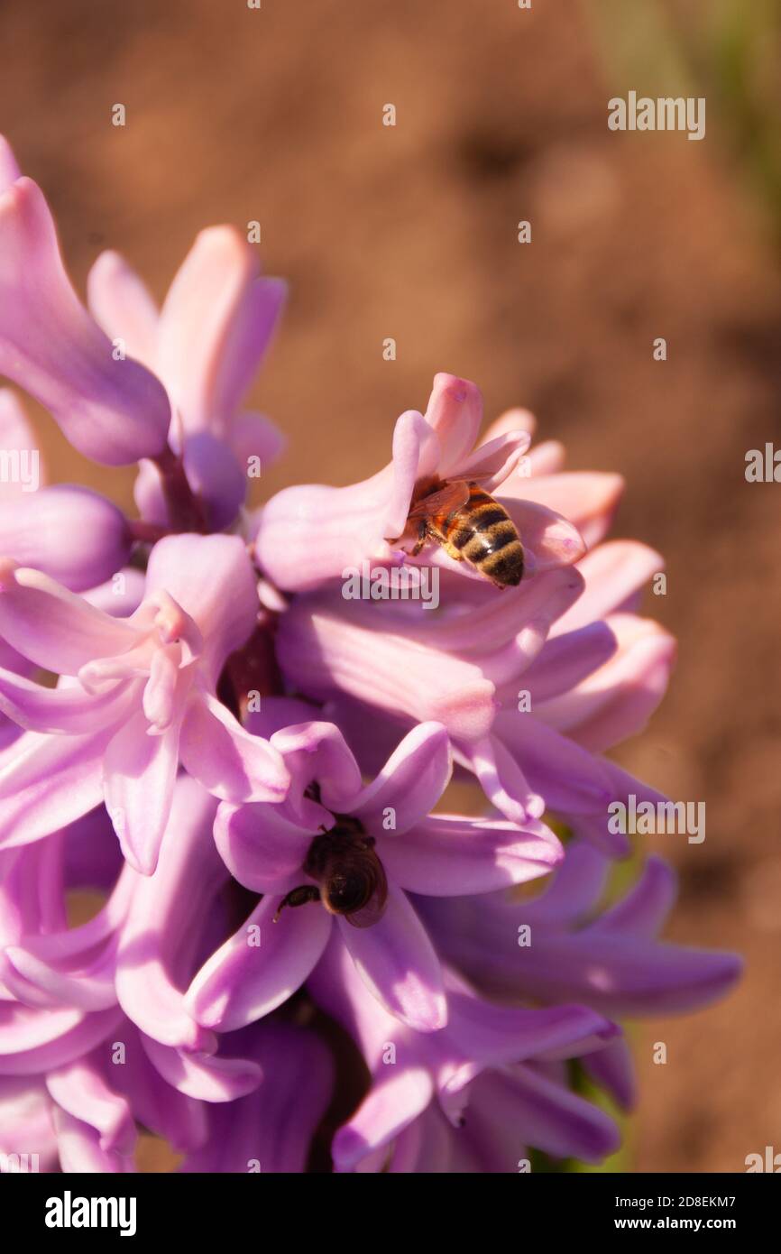 Rosa Hyazinthe Blütenstand mit Bienen Nahaufnahme auf einem orangen Bokeh. Bienen sammeln Nektarpollen aus den ersten Frühlingsblumen. Helle bunte Frühling Foto mit Kopierraum, vertikale Krawatte Story-Format Stockfoto