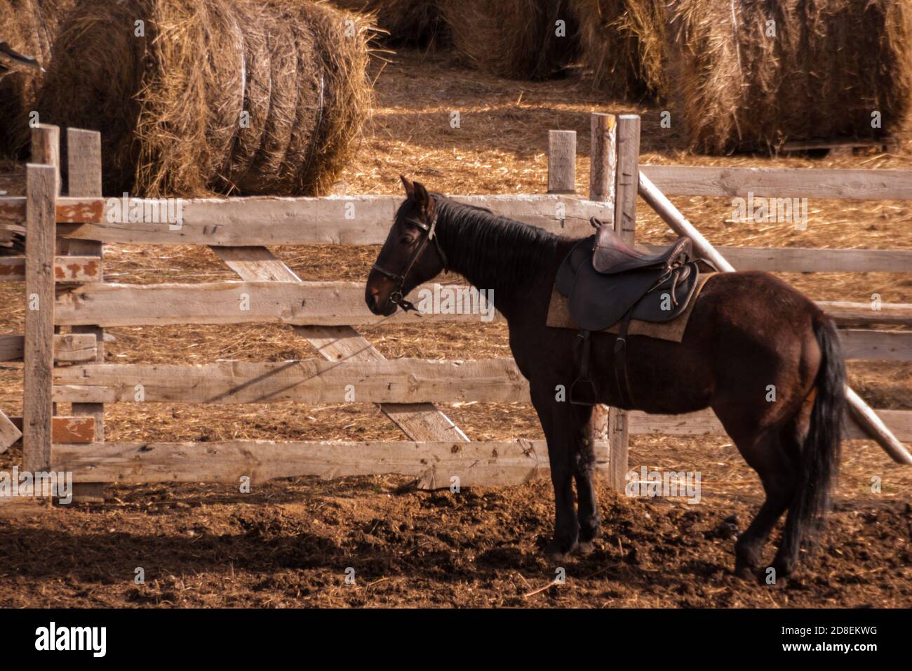 Ein dunkelbraunes Pferd im Harness steht in der Nähe eines Paddocks mit geernteten Heuhaufen. Ländliche bäuerliche Leben. Pferd auf einem Bauernhof Stockfoto