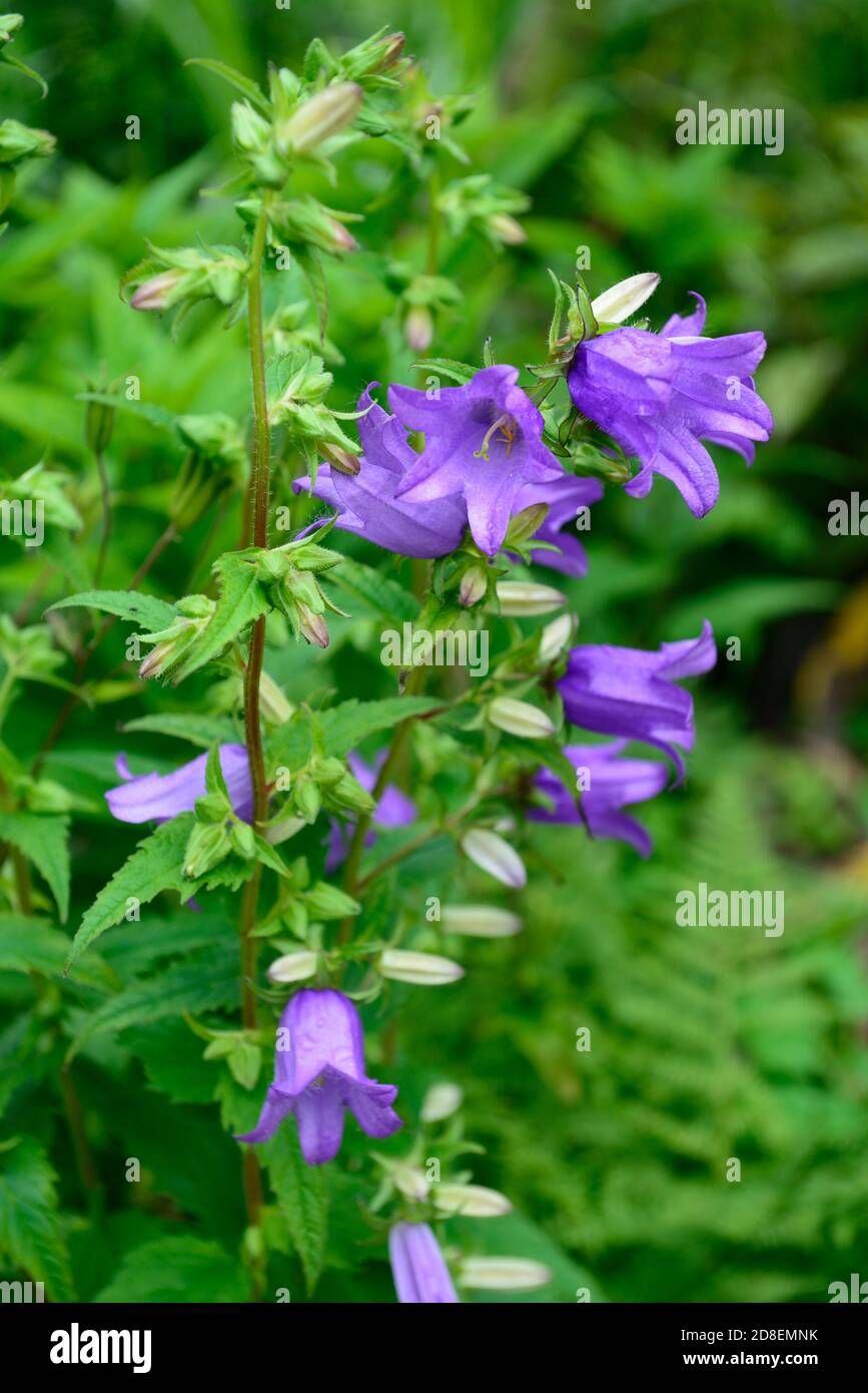 Campanula pyramidalis, blaue Blumen, Blüte, Stauden, blau, lila, Glocken, Glockenblumen, Garten, Gärten, RM Floral Stockfoto