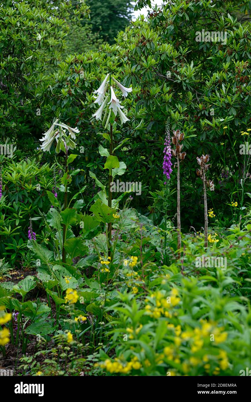 10 Semi Di Cardiocrinum Giganteum - Giglio Gigante Himalayano Dello Yunnan