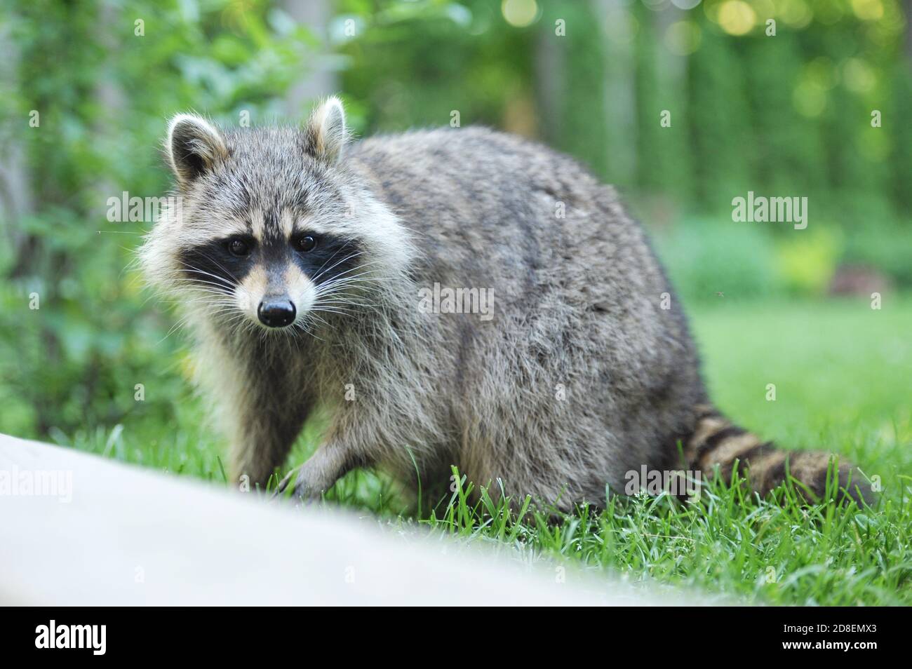 Nordamerikanischer Waschbär (Procyon lotor) Stockfoto