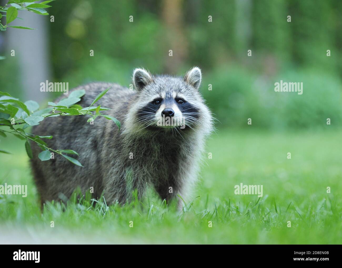 Nordamerikanischer Waschbär (Procyon lotor) Stockfoto