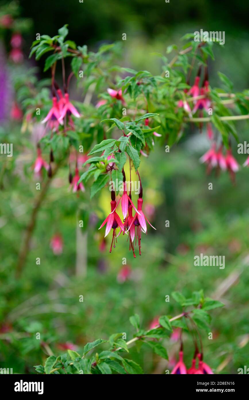 Fuchsia magellanica Lady Bacon, Fuchsia Lady Bacon, Hardy fuchsia, rot rosa weiße Blumen, Blume, Blüte, RM Blumen Stockfoto