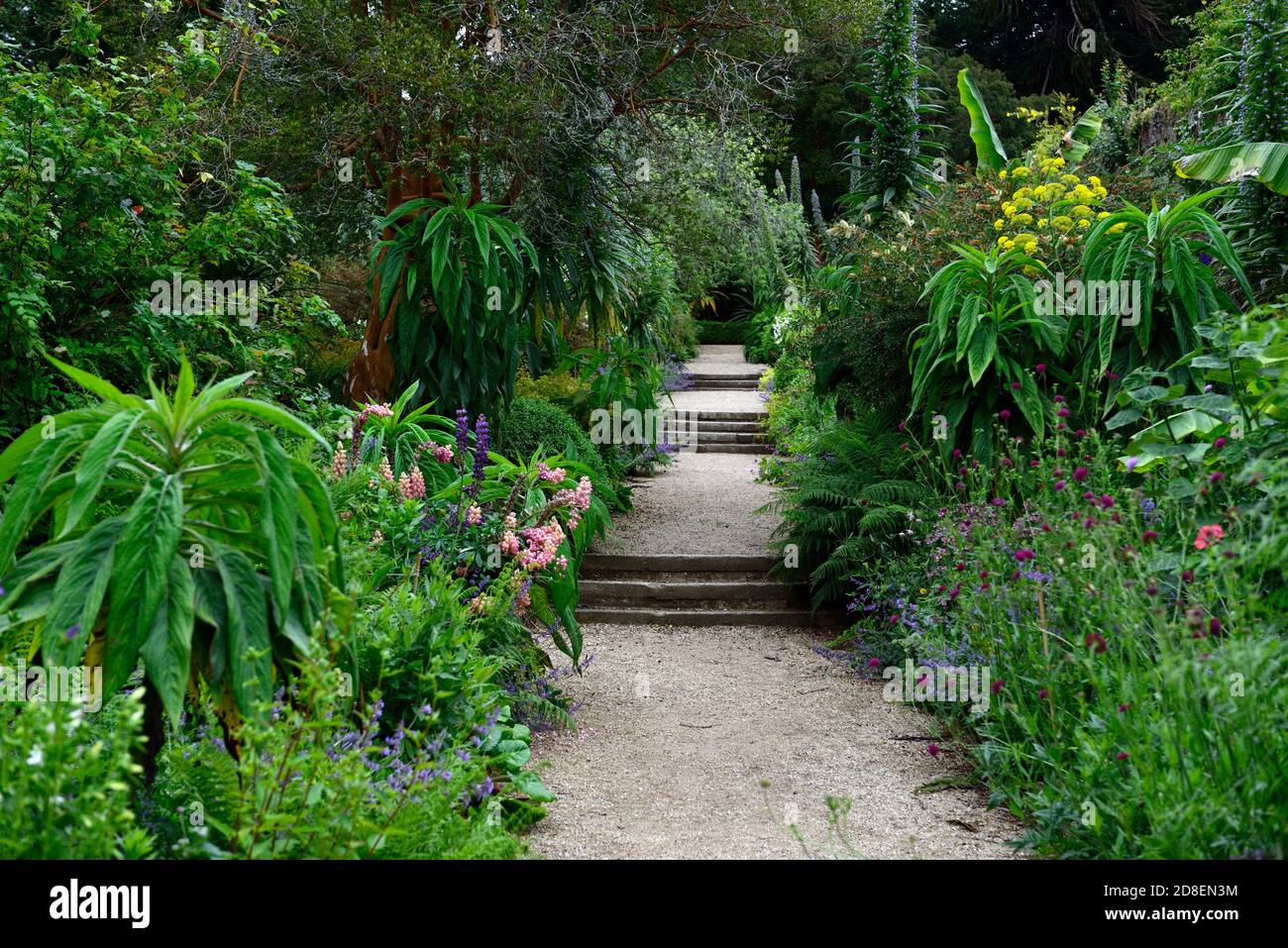 Doppelte krautige mehrjährige Grenzen, viktorianischen ummauerten Garten, National Botanic Gardens Kilmacurragh, wicklow, mischen, gemischte Pflanzung Schema, RM Floral Stockfoto