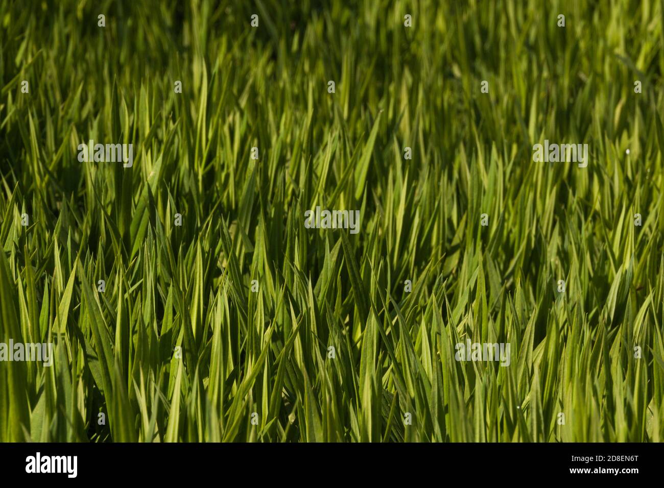 Grüner Öko-Hintergrund. Dichte Dickichte von hellgrünen saftigen frischen Gras. Flauschige dicken Rasen. Pflege für Ihren eigenen Garten, Pflanzen wachsen. Landschaftsgestaltung. Stockfoto