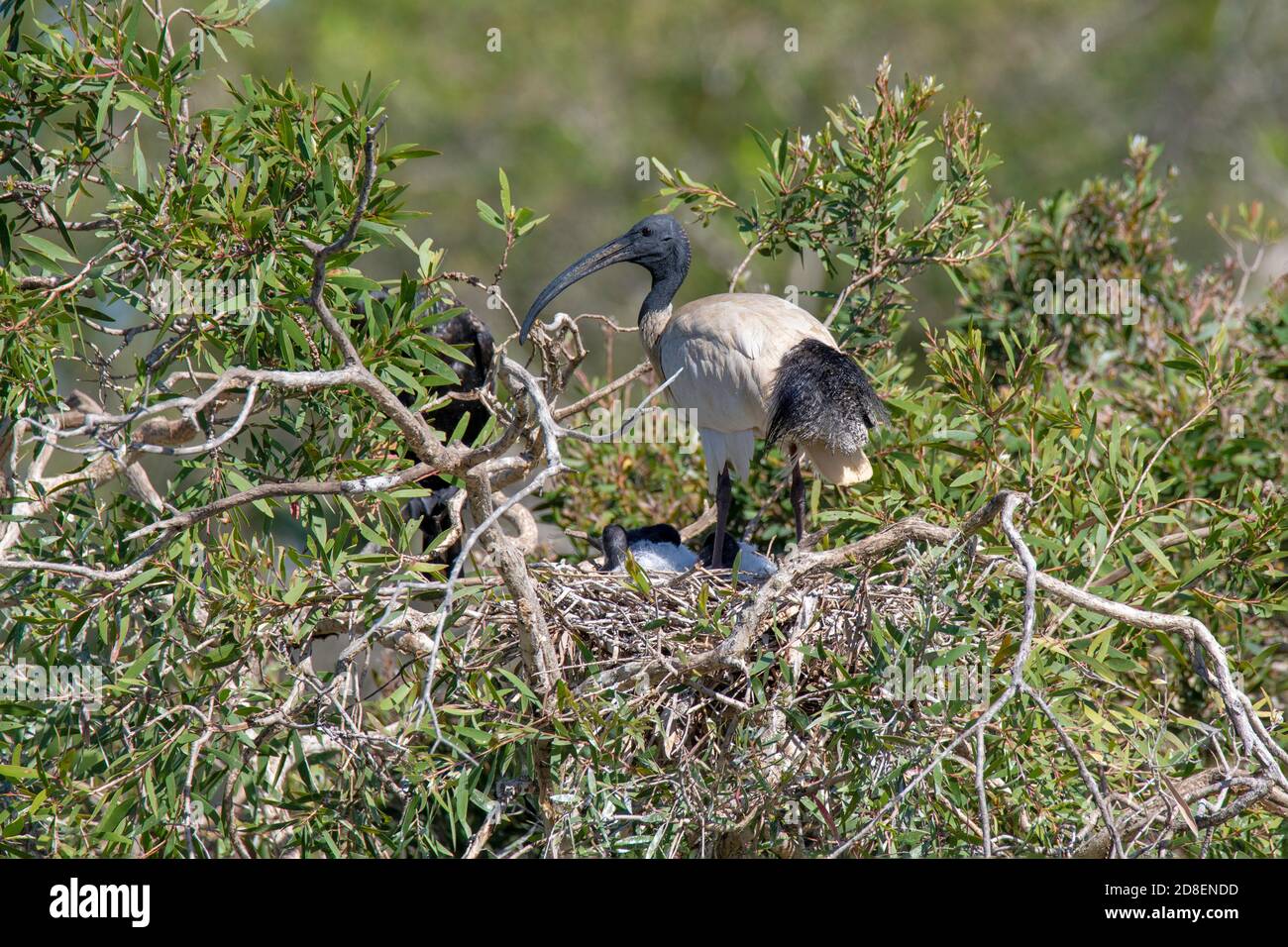 Australian Ibis Threskiornis molucca Brisbane, Queensland, Australien 8 November 2019 Erwachsen und unreif auf dem Nest. Threskiornithidae Stockfoto