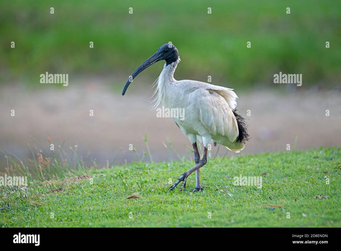 Australian Ibis Threskiornis molucca Brisbane, Queensland, Australien 8 November 2019 Erwachsene Threskiornithidae Stockfoto