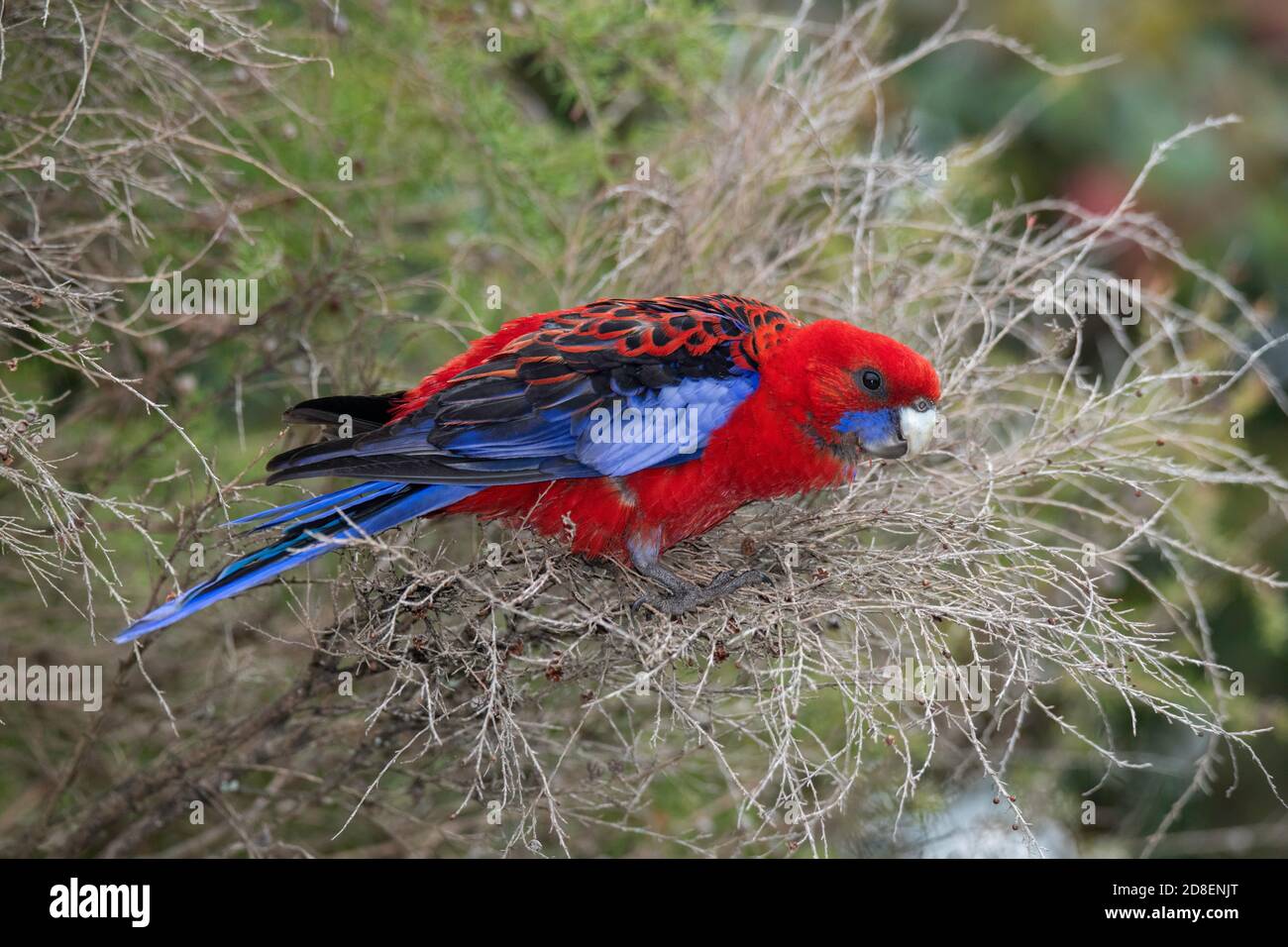 Rosella frucht Fotos und Bildmaterial in hoher Auflösung Alamy