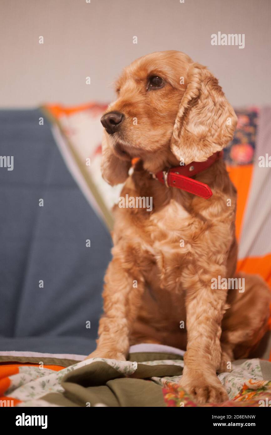 Nahaufnahme des roten Spaniels. Porträt eines reinrassigen Schauhundes zu Hause. Lustiges Haustier, freundlicher gehorsamer Hund. Zucht und Ausbildung von Vollblut-Spaniel-Hunden. Stockfoto