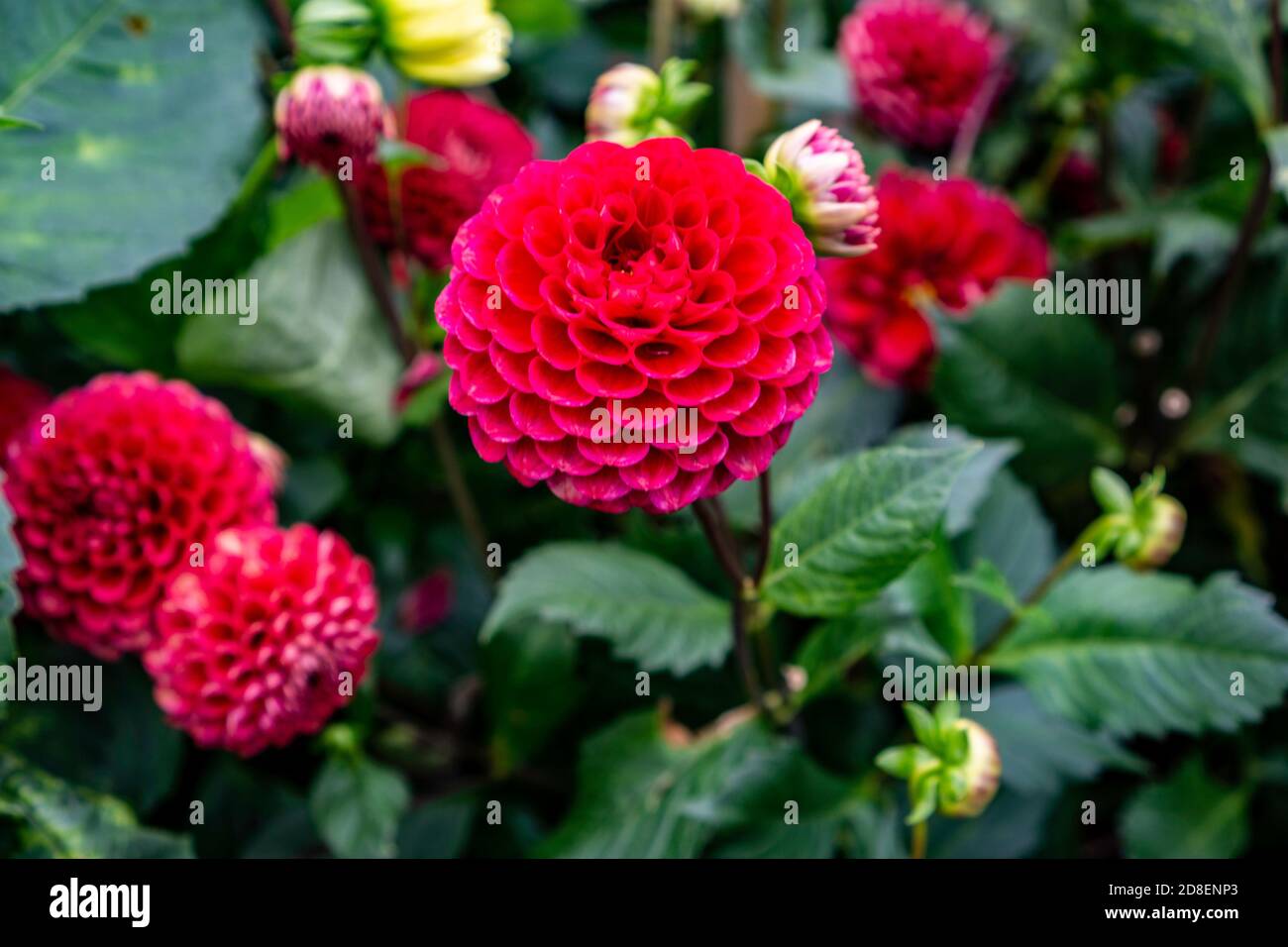 Dahlia Cornel Ball, eine Kugel-Dahlie, zeigt mittelgroße, kugelförmige lila-rote Blüten Stockfoto