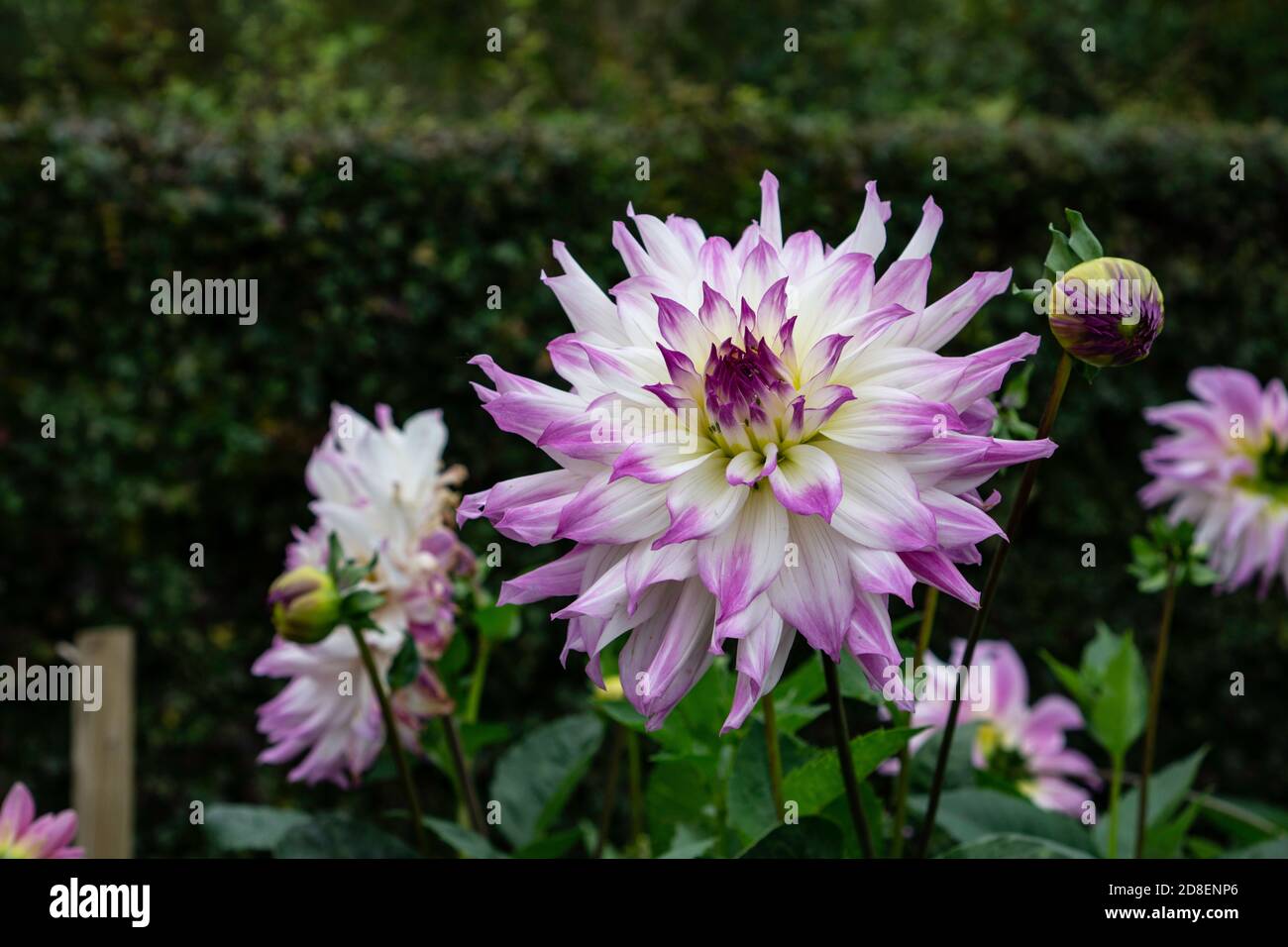 Dahlia Crazy Love weiße Blütenblätter mit fliederbedeckten Spitzen. Stockfoto
