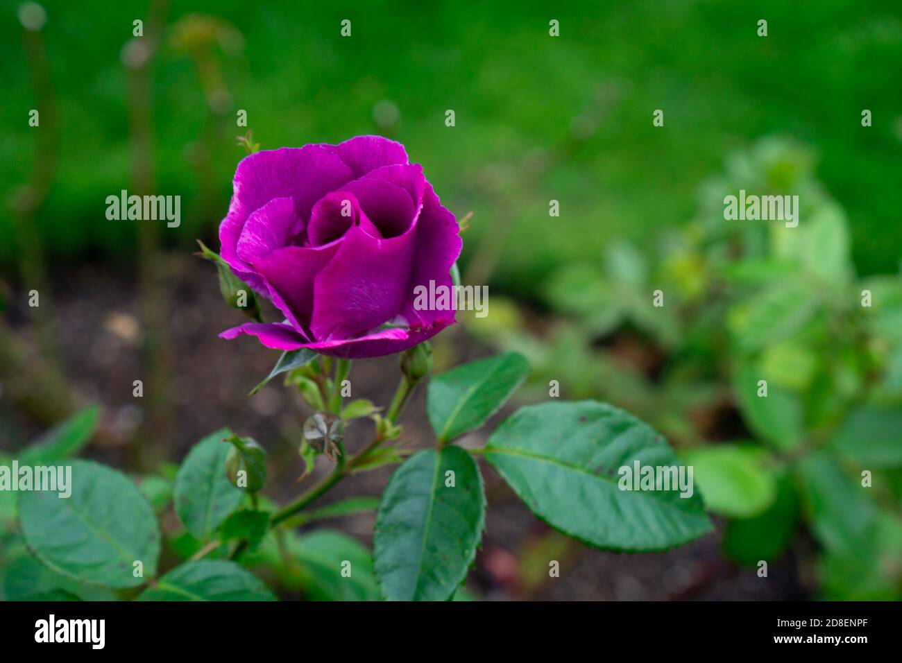 Rosa Lucky Flylucy, Floribunda, eine kleine Strauchrose mit violetten Blüten. Stockfoto