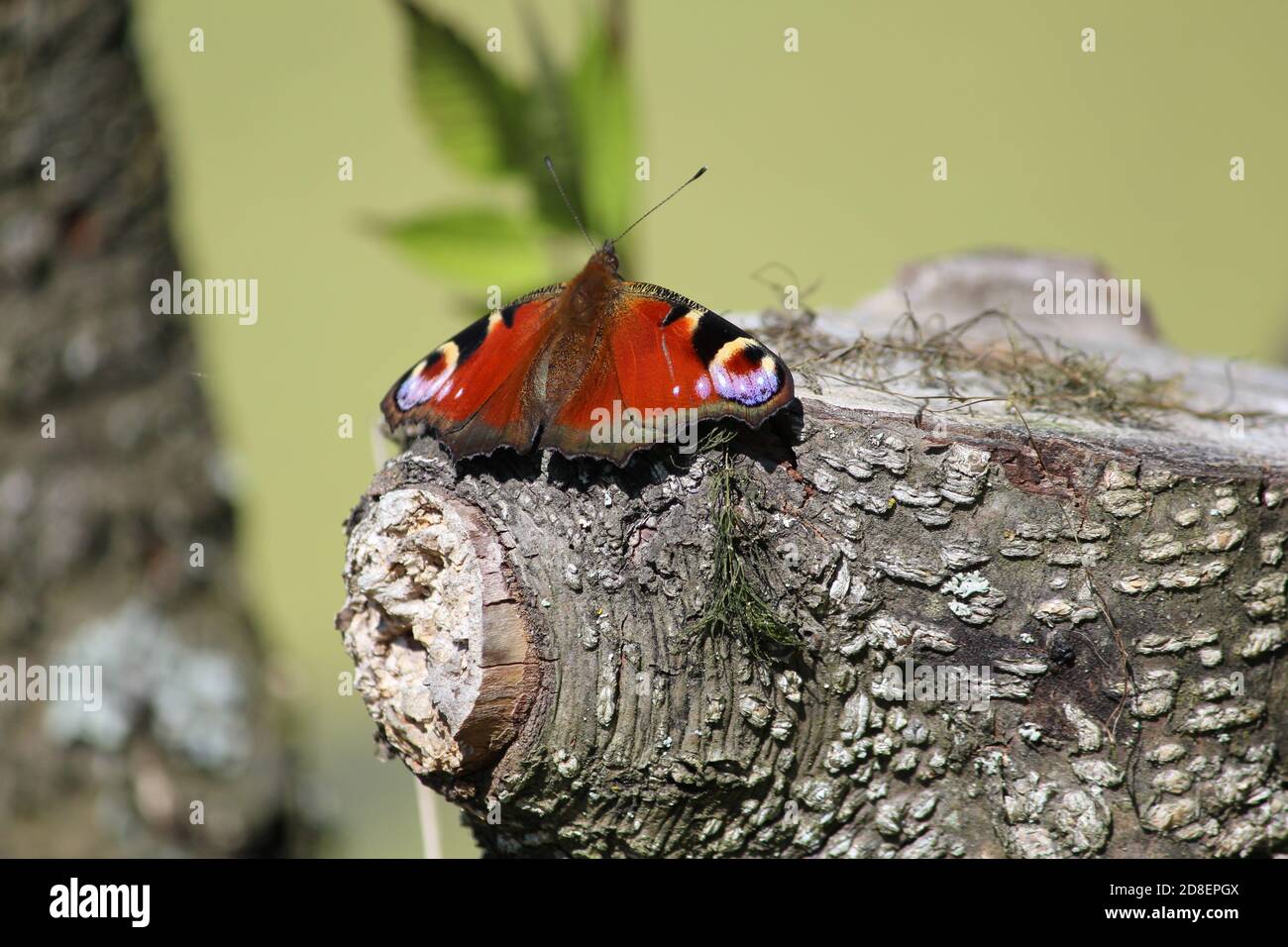 Der schöne Pfauenschmetterling mit leuchtend samtroten, violetten Flügeln sitzt an einem sonnigen Sommertag auf dem Stumpf vor dem Hintergrund der grünen Entenklau. Stockfoto