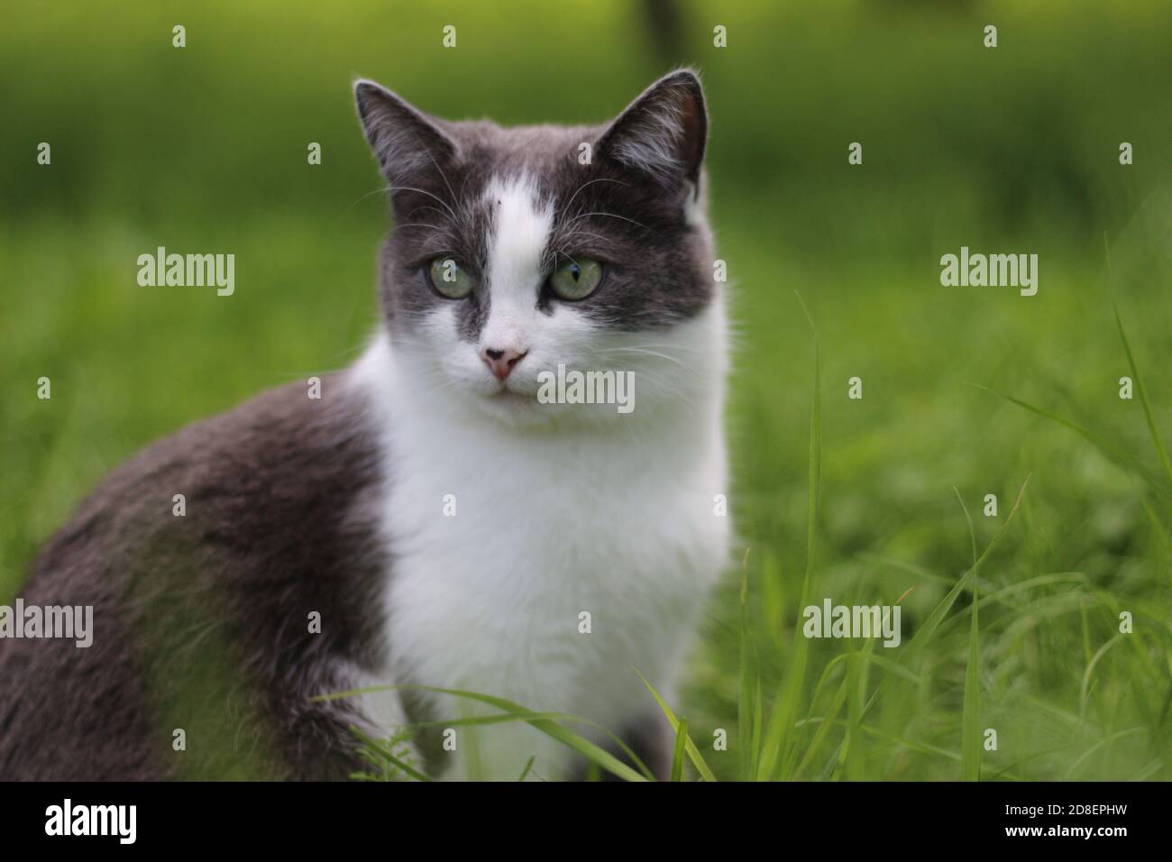 Eine schöne grau rauchige Katze mit leuchtend grünen Augen sitzt im grünen Gras im Garten und blickt an einem Sommertag in die Ferne. Stockfoto