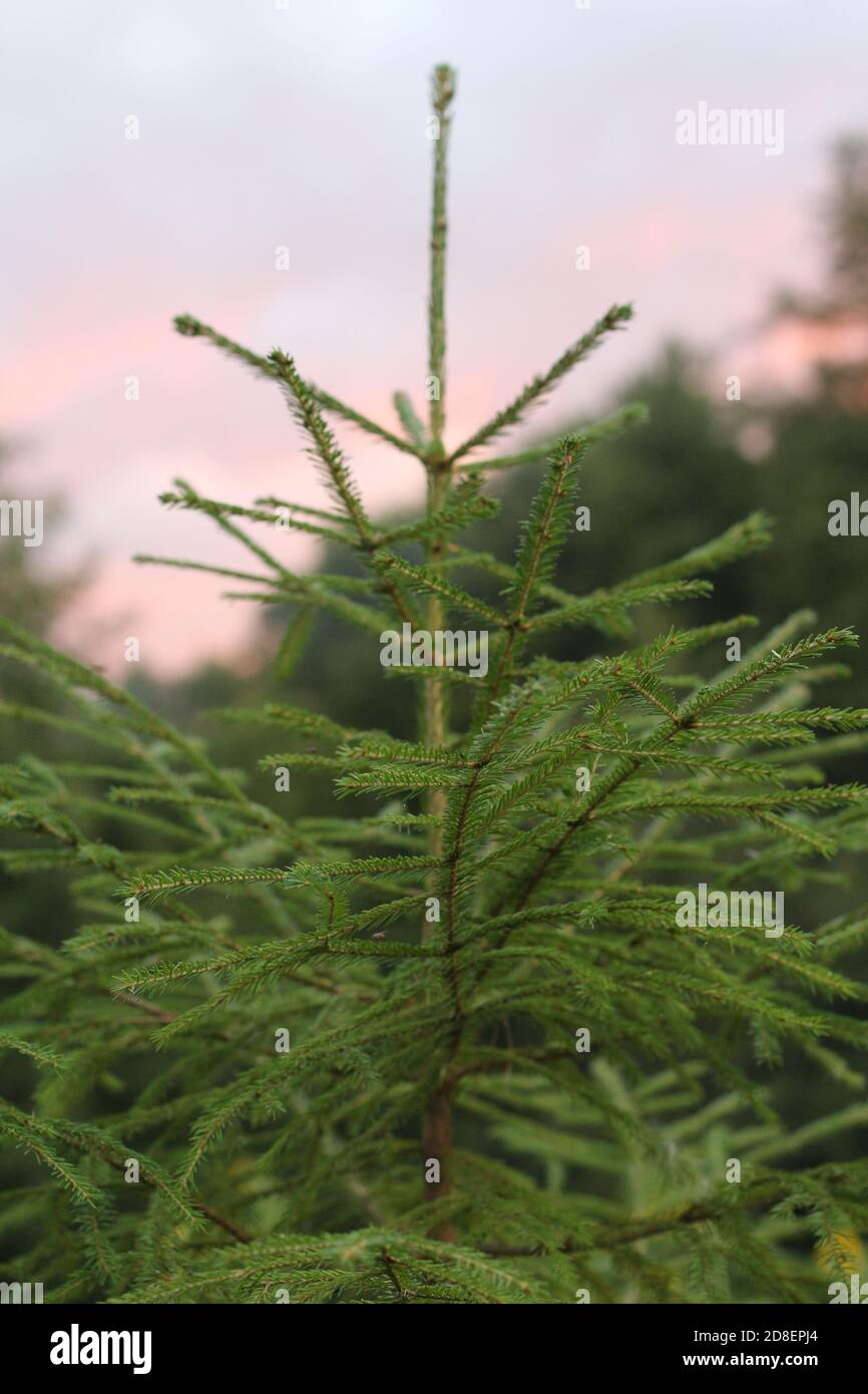 Kleine hellgrüne Fichte im Licht der untergehenden Sonne gegen den rosa bewölkten Himmel. Schöne Naturlandschaft mit Fichte. Tannenzweige aus der Nähe. Stockfoto