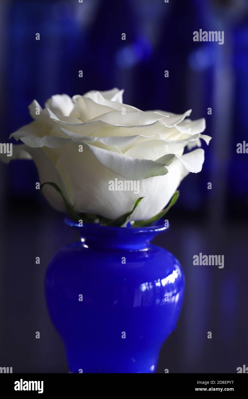 Reine weiße Einzelrose in einer kobaltblauen Vase dagegen Ein dunkler Hintergrund Stockfoto