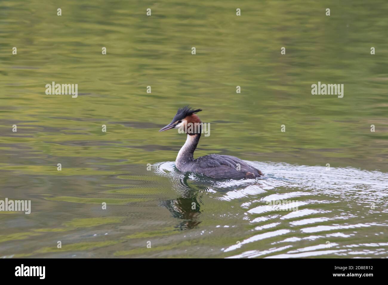 Ein australasiatischer Haubentaucher (Podiceps cristatus) schwimmt auf einem neuseeländischen See. Stockfoto