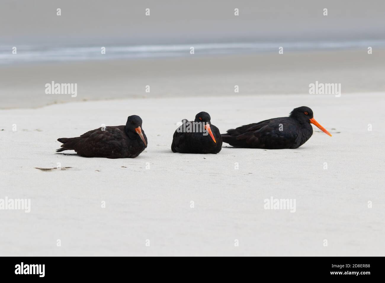 Ein variabler Austernfischer (Haematopus unicolor) ist eine Art von Watvogel aus der Familie Haematopodidae. Es ist endemisch in Neuseeland. Stockfoto