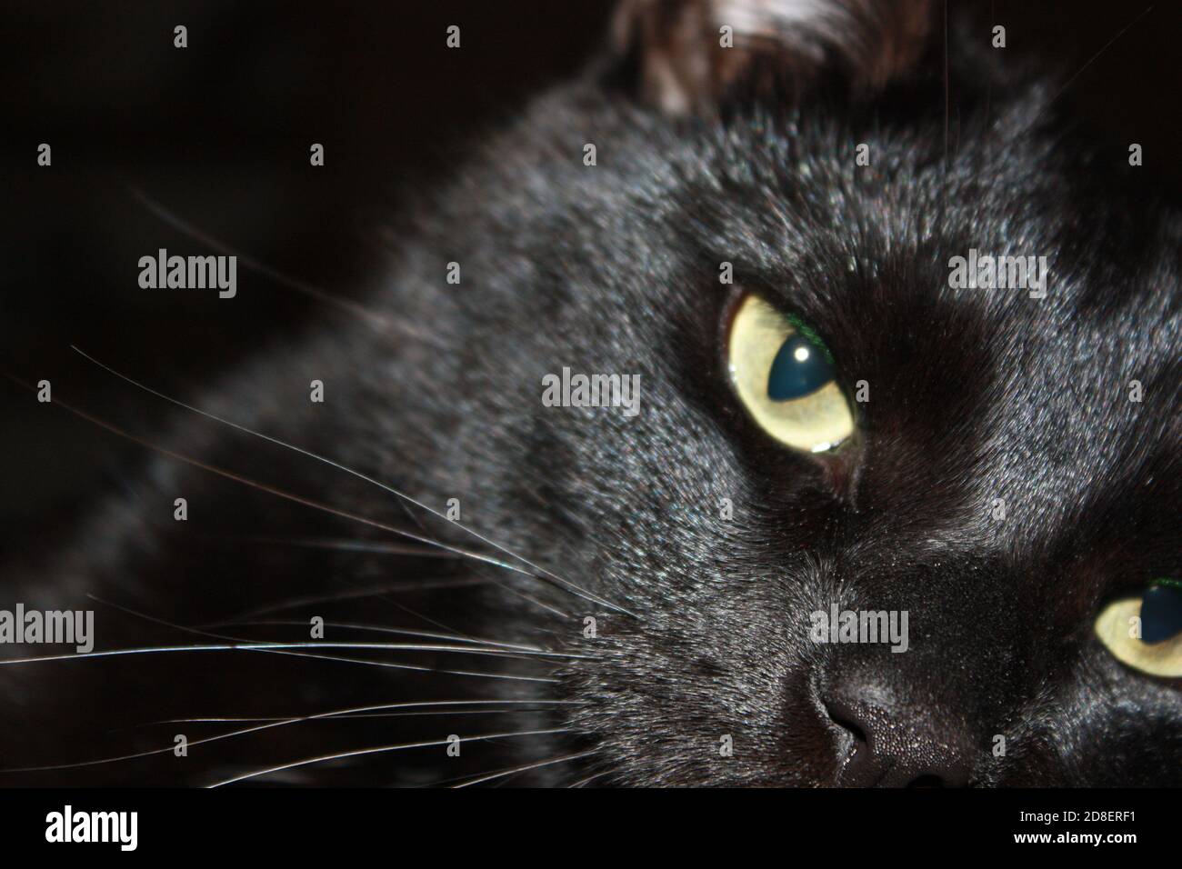 Schwarze Katze Stockfoto