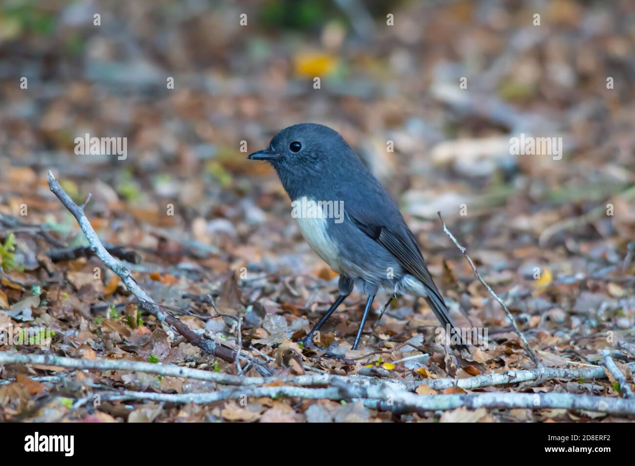 Südinsel Robin (Petroica australis) Stockfoto