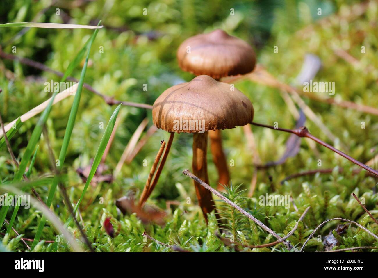 Braune Honigpilze auf einer grünen Wiese zwischen Moos und Gras an einem sonnigen Herbsttag. Horizontal. Herbst natürlicher Hintergrund. Stockfoto