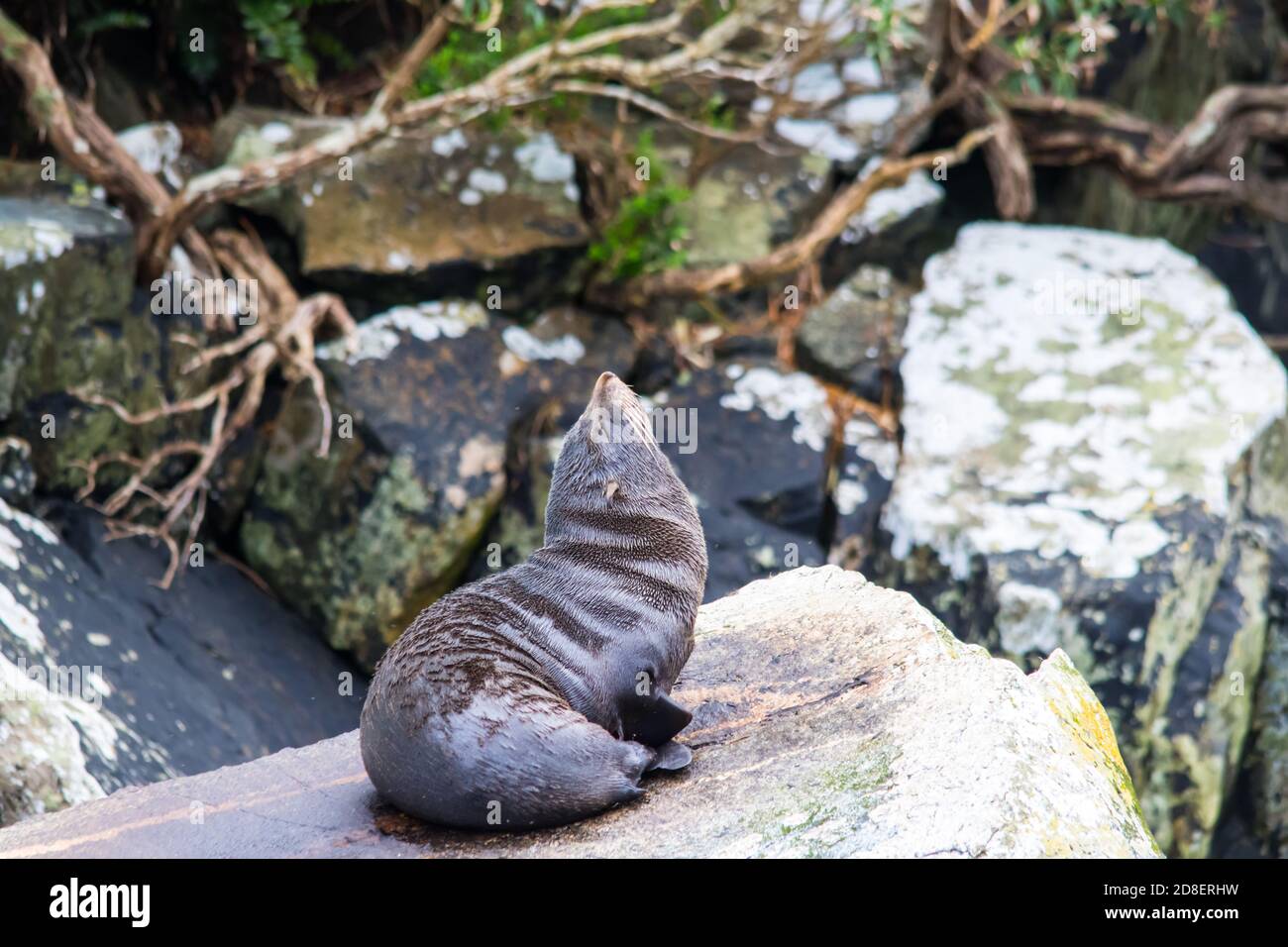 Neuseeland Pelzrobbe (Arctocephalus forsteri) auch als Australasian Pelz Seal, South Australian Pelz Seal, Neuseeland Pelz Seal, Antipodean Pelz Seal Stockfoto