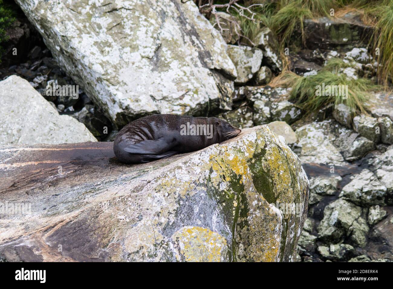 Neuseeland Pelzrobbe (Arctocephalus forsteri) auch als Australasian Pelz Seal, South Australian Pelz Seal, Neuseeland Pelz Seal, Antipodean Pelz Seal Stockfoto