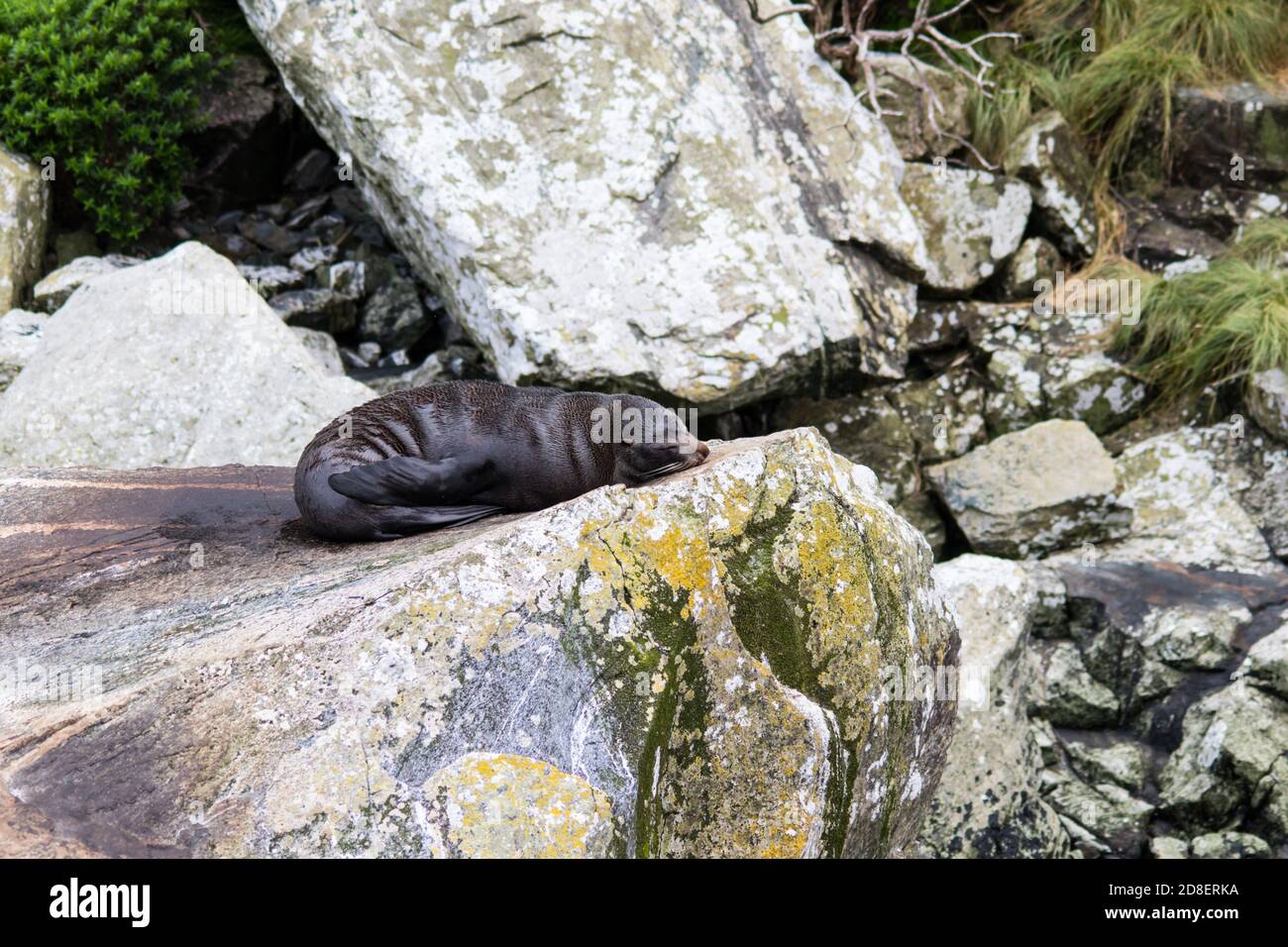 Neuseeland Pelzrobbe (Arctocephalus forsteri) auch als Australasian Pelz Seal, South Australian Pelz Seal, Neuseeland Pelz Seal, Antipodean Pelz Seal Stockfoto