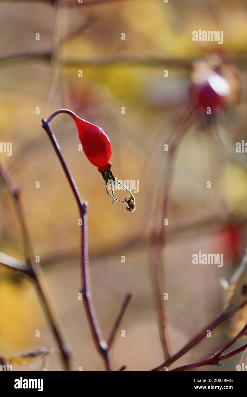 Hagebuttenzweig mit roten transparenten Früchten im magischen Licht des Herbstwaldes. Magischer Herbst natürlicher Hintergrund. Rote Beeren im Wald. Stockfoto