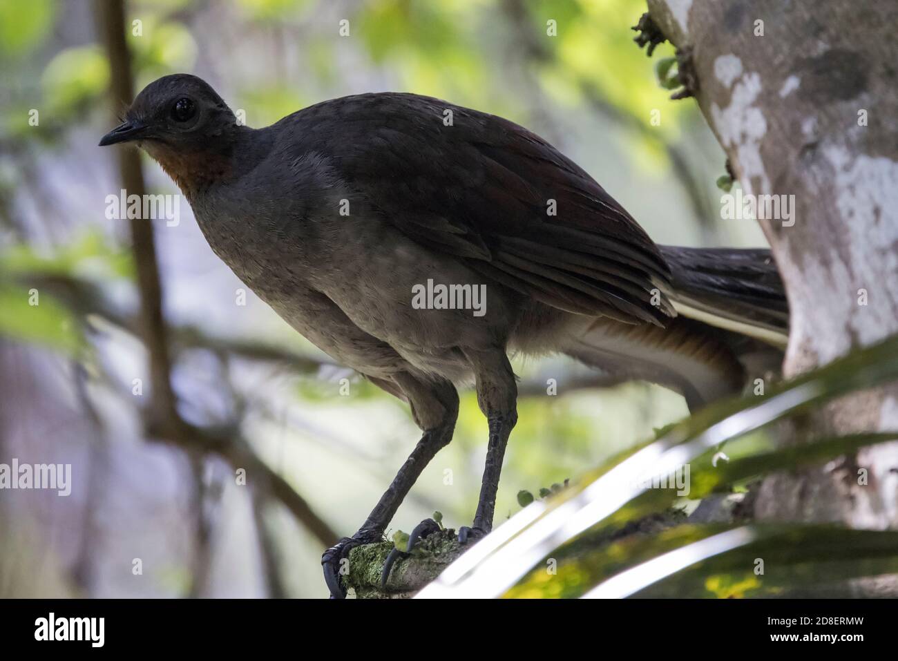 Superb Lyrebird ruht auf einem Ast Stockfoto