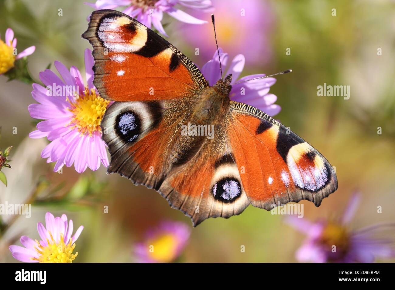 Ein heller Pfauenschmetterling mit ausgebreiteten Flügeln von rot-orange-schwarz-weiß-lila Farbe sitzt auf lila Symphyotrichum novi-belgii Blumen an einem Herbsttag. Stockfoto