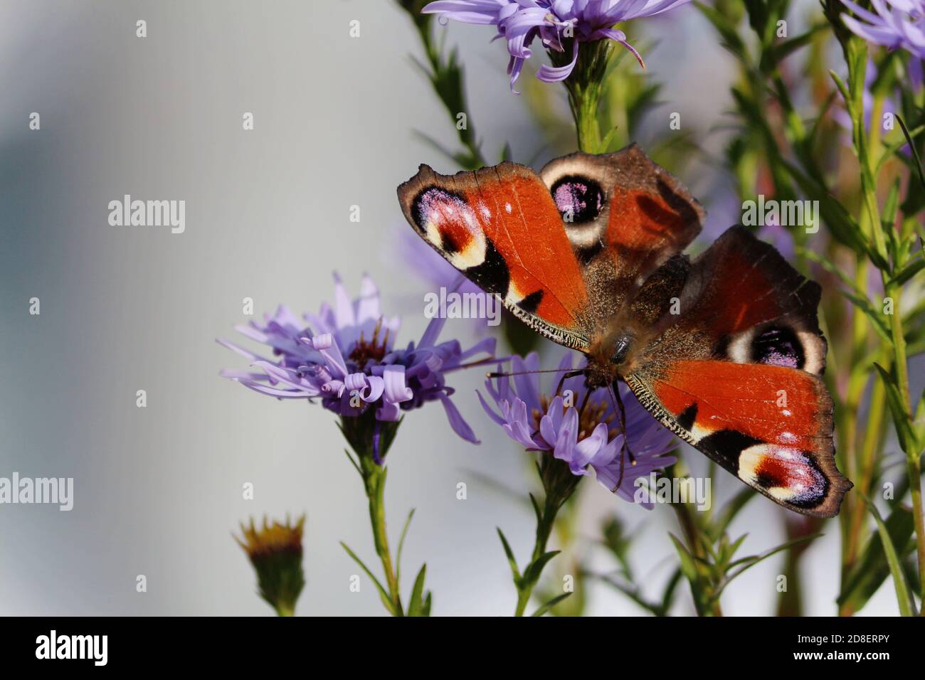 Europäische Pfauenfalter mit rot-schwarz-weiß-lila Flügeln sitzt auf lila Blüten von Symphyotrichum novi-belgii oder verwirrt Michaelmas-Gänseblümchen. Stockfoto