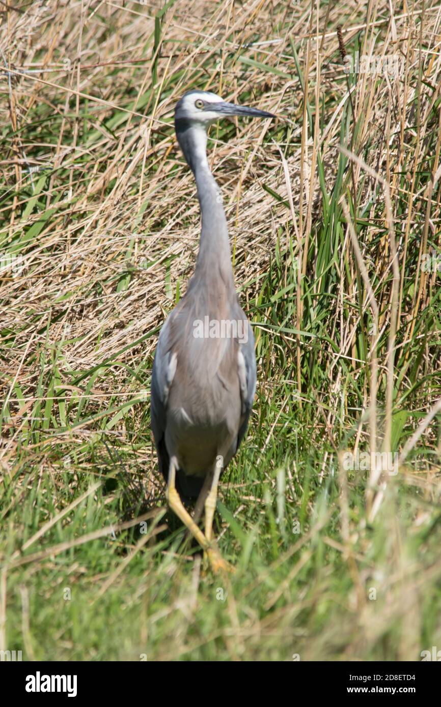 Ein Weißstirnreiher (Egretta novaehollandiae) auch bekannt als der Weißstirnreiher. Fotografiert in Neuseeland. Stockfoto
