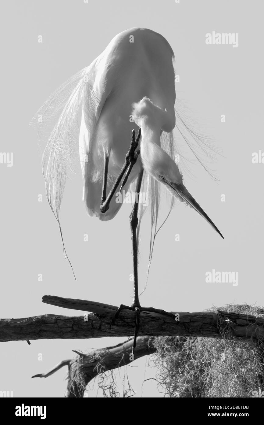 Monochrom von Great Egret in Tree Preening im Circle B Bar Reserve in Lakeland, FL Stockfoto