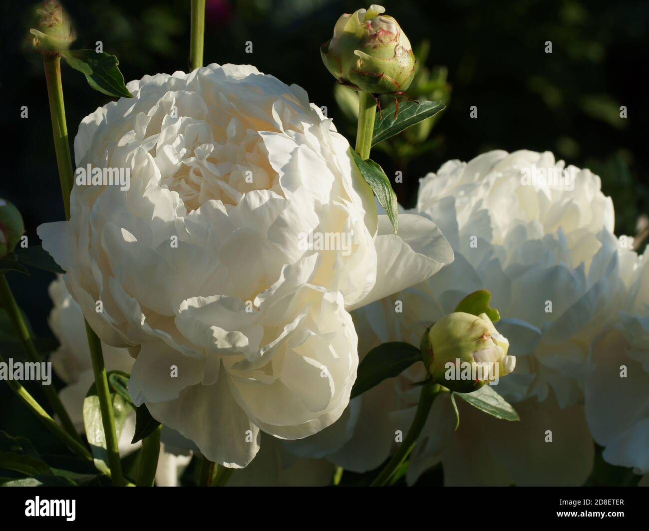 Pfingstrose Corinne Wersan. Doppelte weiße Pfingstrose. Paeonia lactiflora (Chinesische Pfingstrose oder gemeinsamen Garten päonie). Stockfoto